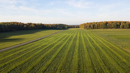 Feld an einem sonnigen Tag - JOHF04884