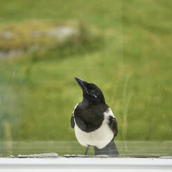 Magpie looking through window - JOHF04892