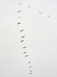 Birds in flight - JOHF04894