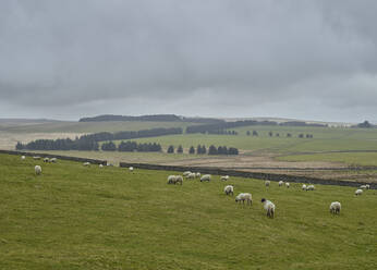 Schafe auf der Wiese - JOHF04896