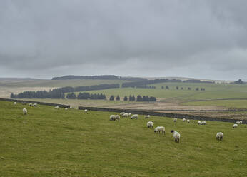 Sheep on meadow - JOHF04896