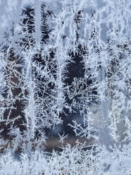 Frost on glass - JOHF04901