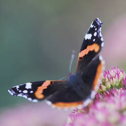 Nahaufnahme eines Schmetterlings - JOHF04902