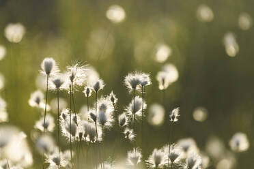 Close-up of plants at sunny day - JOHF05012