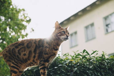 Niedriger Blickwinkel der Katze stehend durch Pflanzen auf sonnigen Tag - MASF15353