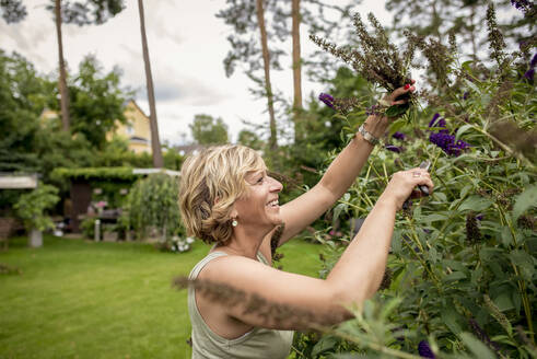 Glückliche Frau bei der Gartenarbeit, die einen Schmetterlingsstrauch beschneidet - BFRF02144