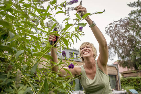 Glückliche Frau bei der Gartenarbeit, die einen Schmetterlingsstrauch beschneidet - BFRF02146