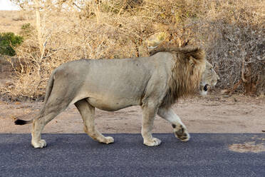 Männlicher Löwe auf einer Straße, Krüger-Nationalpark, Südafrika - VEGF01190