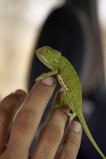 Mann hält ein Chamäleon auf seiner Hand, Krüger-Nationalpark, Südafrika - VEGF01193