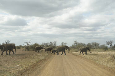 Elefantenherde beim Überqueren der Straße, Krüger-Nationalpark, Südafrika - VEGF01194