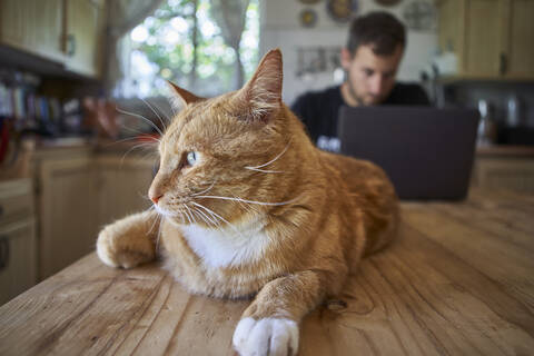 Ingwer-Katze liegt auf dem Küchentisch, während der Mann einen Laptop benutzt, lizenzfreies Stockfoto