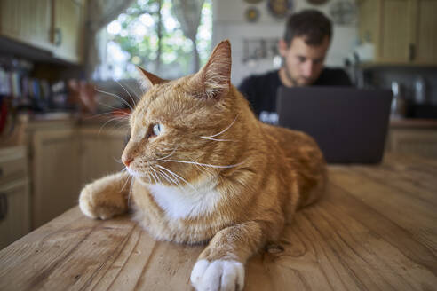 Ingwer-Katze liegt auf dem Küchentisch, während der Mann einen Laptop benutzt - VEGF01227