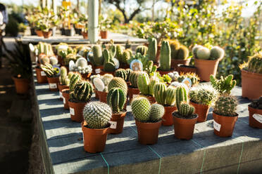 Various cacti for sale at plant nursery - VABF02491