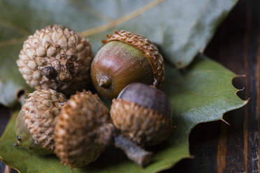 Close-up of acorns on leaves at wooden table - CAVF70791