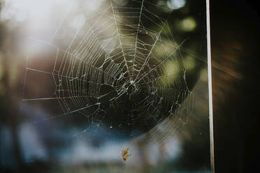 Close-up of damaged spider web on sunny day - CAVF70811