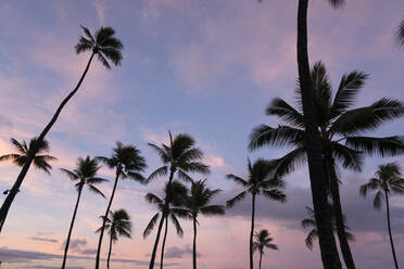 Low angle view of silhouette coconut palm trees against dramatic sky - CAVF70826