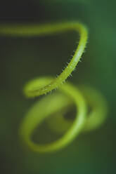 Close-up of spiral tendril - CAVF70828