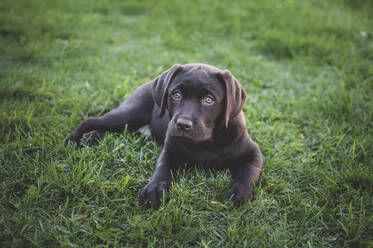 High angle portrait of puppy sitting on grassy field - CAVF70830