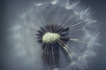 Close-up of dandelion - CAVF70834