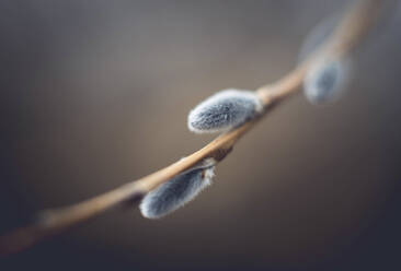 Close up of willow catkins - CAVF70835