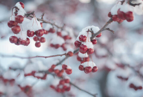 Nahaufnahme von gefrorenen Kirschen, die auf Zweigen wachsen, lizenzfreies Stockfoto