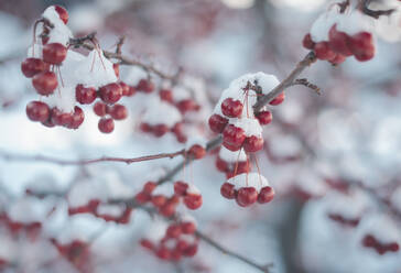 Close-up of frozen cherries growing on branches - CAVF70837