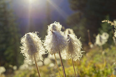 Nahaufnahme von Wildblumen auf einem Feld an einem sonnigen Tag - CAVF70935