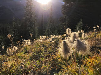 Wildblumen auf einem Feld an einem sonnigen Tag - CAVF70939