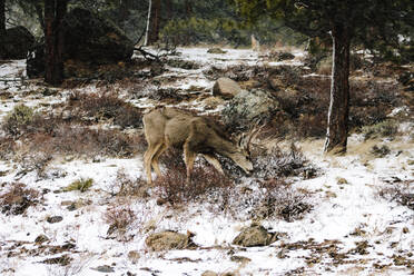 Hirsche, die im Winter im Wald grasen - CAVF70962