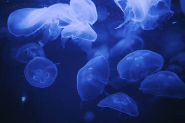 Close-up of jellyfish - CAVF70964