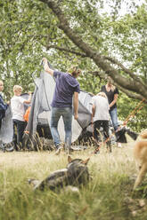 Familie beim Zeltaufbau auf einem Campingplatz mit Hunden im Vordergrund - MASF15659