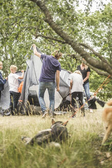 Familie beim Zeltaufbau auf einem Campingplatz mit Hunden im Vordergrund - MASF15659