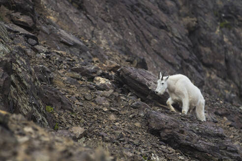 Close-up of goat climbing mountain - CAVF70998