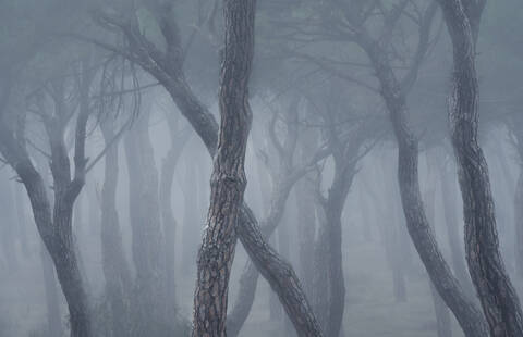 Spanien, Valladolid, Kahle Bäume im nebligen Kiefernwald, lizenzfreies Stockfoto