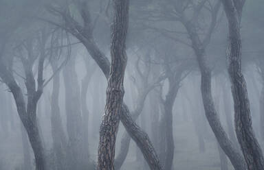 Spanien, Valladolid, Kahle Bäume im nebligen Kiefernwald - DVGF00077