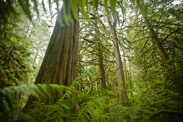 Low angle view of trees growing in forest - CAVF71236