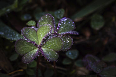 High angle view of plant growing on field - CAVF71242