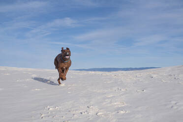 Hund springt auf weißen Sanddünen gegen blauen Himmel an einem sonnigen Tag - CAVF71272