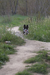 Border Collie läuft auf einem Feld im Park - CAVF71323