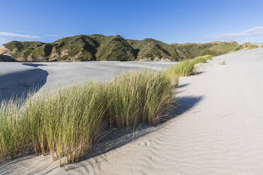 Neuseeland, Südinsel, Tasman, Gras am Strand von Wharariki - FOF11419