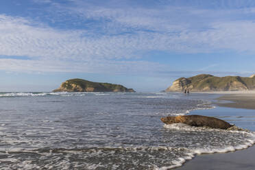 Neuseeland, Südinsel, Tasman, Seelöwe (Phocarctos hookeri) am Strand von Wharariki - FOF11424