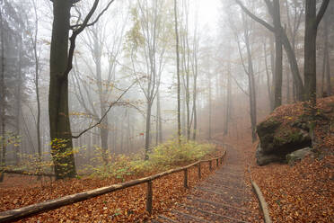 Deutschland, Sachsen, Leerer Wanderweg im nebligen Herbstwald des Nationalparks Sächsische Schweiz - WIF04130