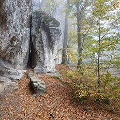 Deutschland, Sachsen, Gefallene Blätter am Fuße der Klippe im Nationalpark Sächsische Schweiz - WIF04132