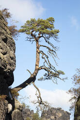 Deutschland, Sachsen, Kiefer wächst gegen den Himmel im Nationalpark Sächsische Schweiz - WIF04136