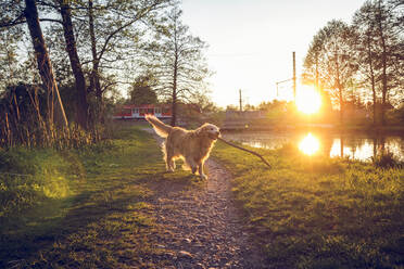 Germany, Bavaria, Munich, Golden Retriever playing with branch on lakeshore at sunset - MAMF00963