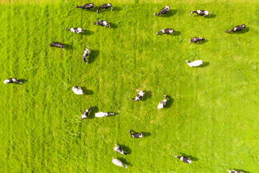 Luftaufnahme von weidenden Kühen auf einer Farm, New South Wales, Australien. - AAEF06088