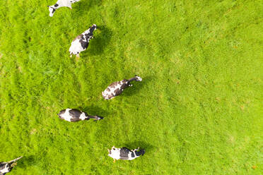 Luftaufnahme von weidenden Kühen auf einer Farm, New South Wales, Australien. - AAEF06089