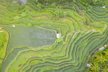 Aerial view over Tegallalang Rice Terrace touristic attraction, Indonesia. - AAEF06198