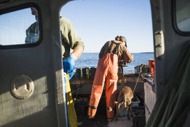 Frau und Hund bei der Arbeit auf einem Boot zum Muschelfischen in der Narragansett Bay - CAVF71481