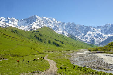 Shkhara-Gipfel in dem als Bezingi (oder Bezengi)-Wand bekannten Massiv, Ushguli, Region Samegrelo-Zemo Svaneti, Georgien - CAVF71557